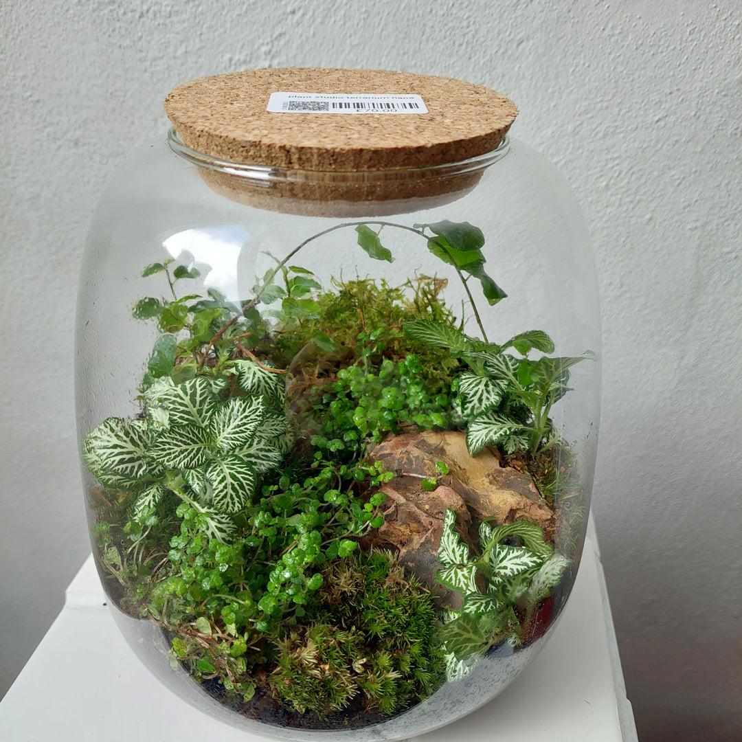 Plant.Studio Terrarium Nana Ficus