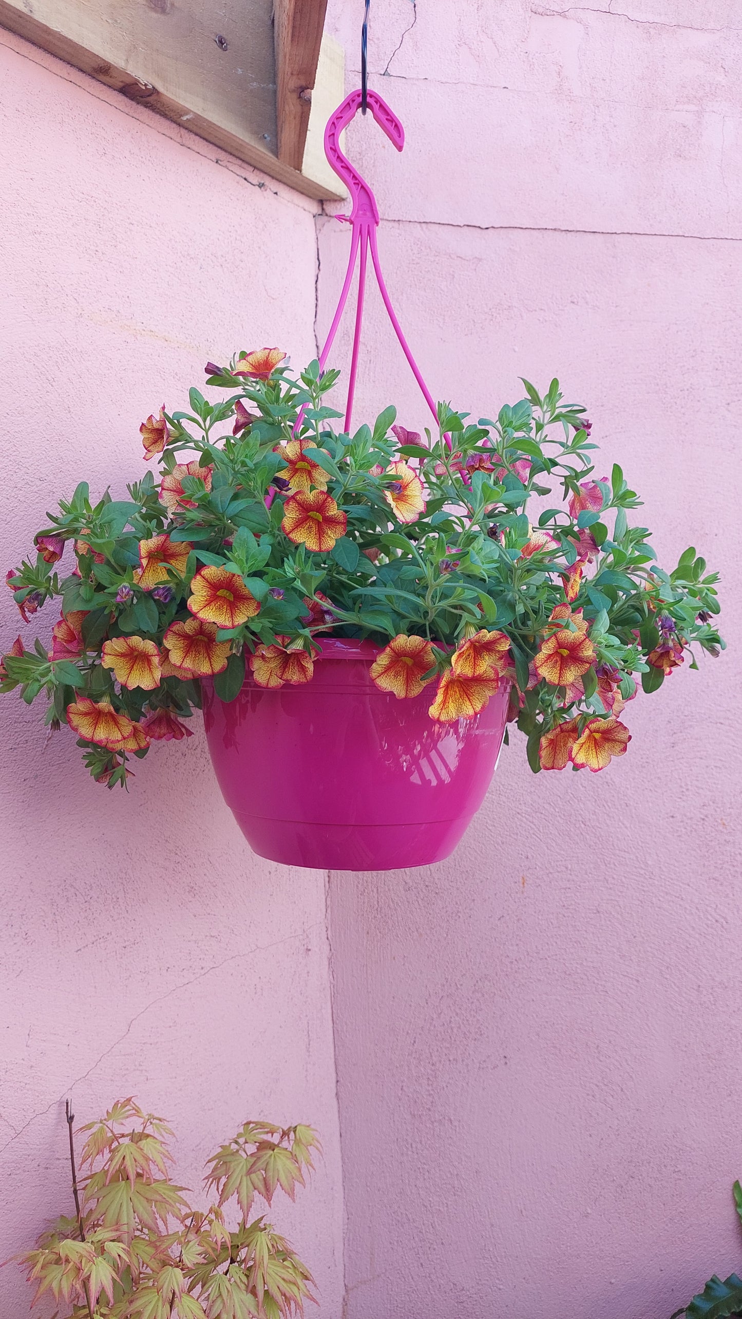 Calibrachoa MiniFamous - mini petunia - million bells