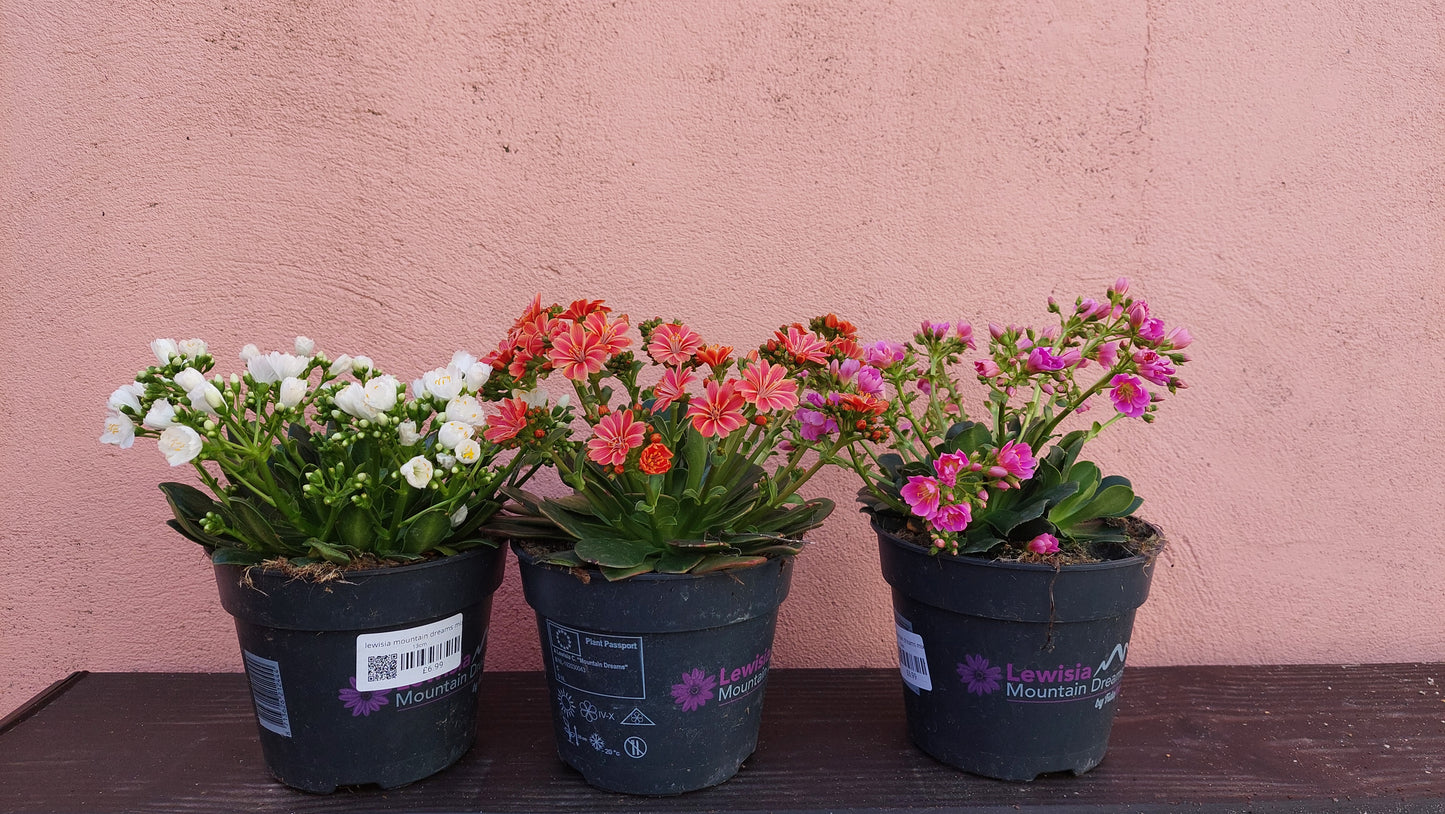 Lewisia Mountain Dreams mix