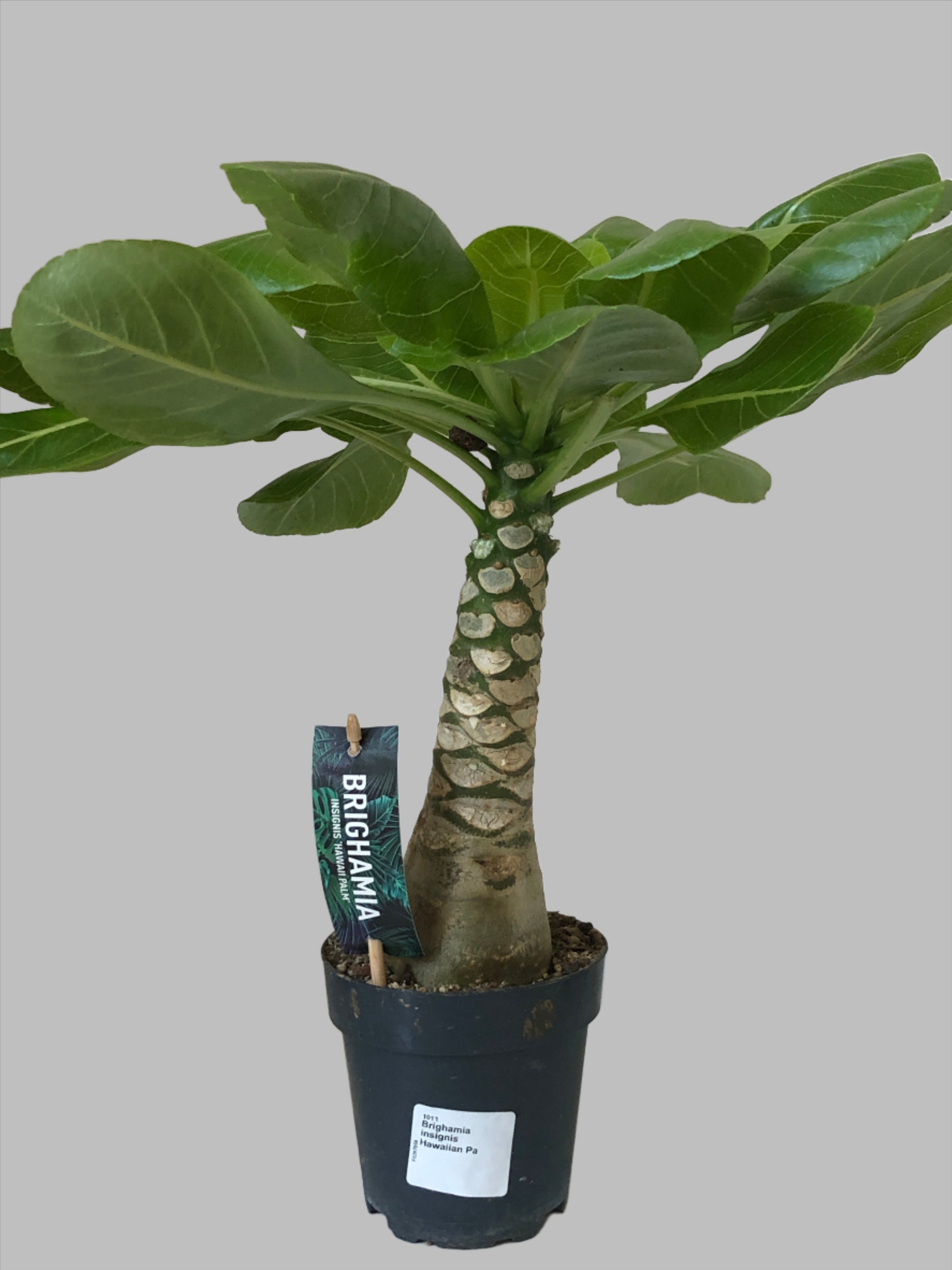 hawaiian palm plant for sale Brighamia Insignis Hawaiian Palm – Plant Studio