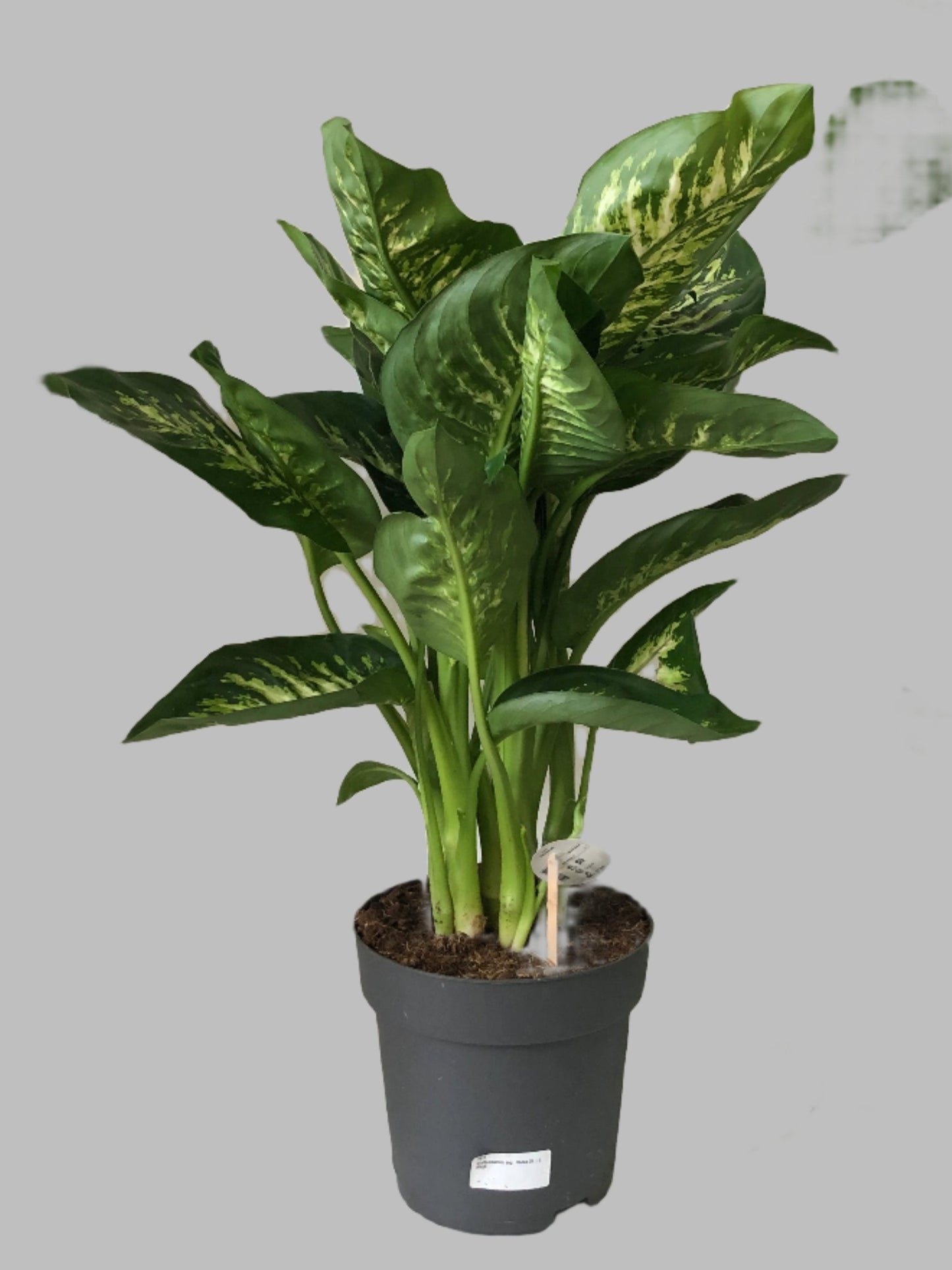 Dieffenbachia Reeva