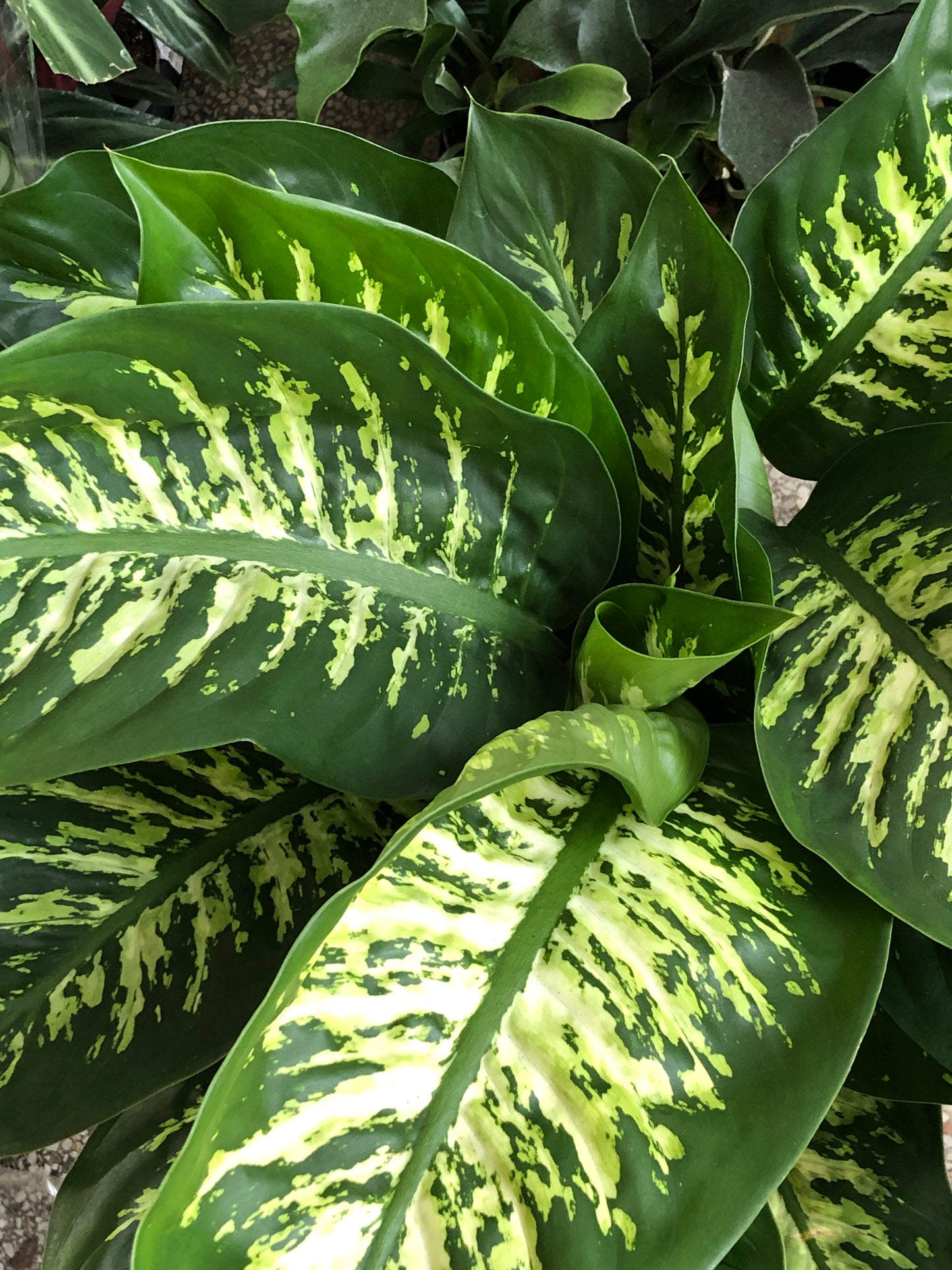 Dieffenbachia Reeva