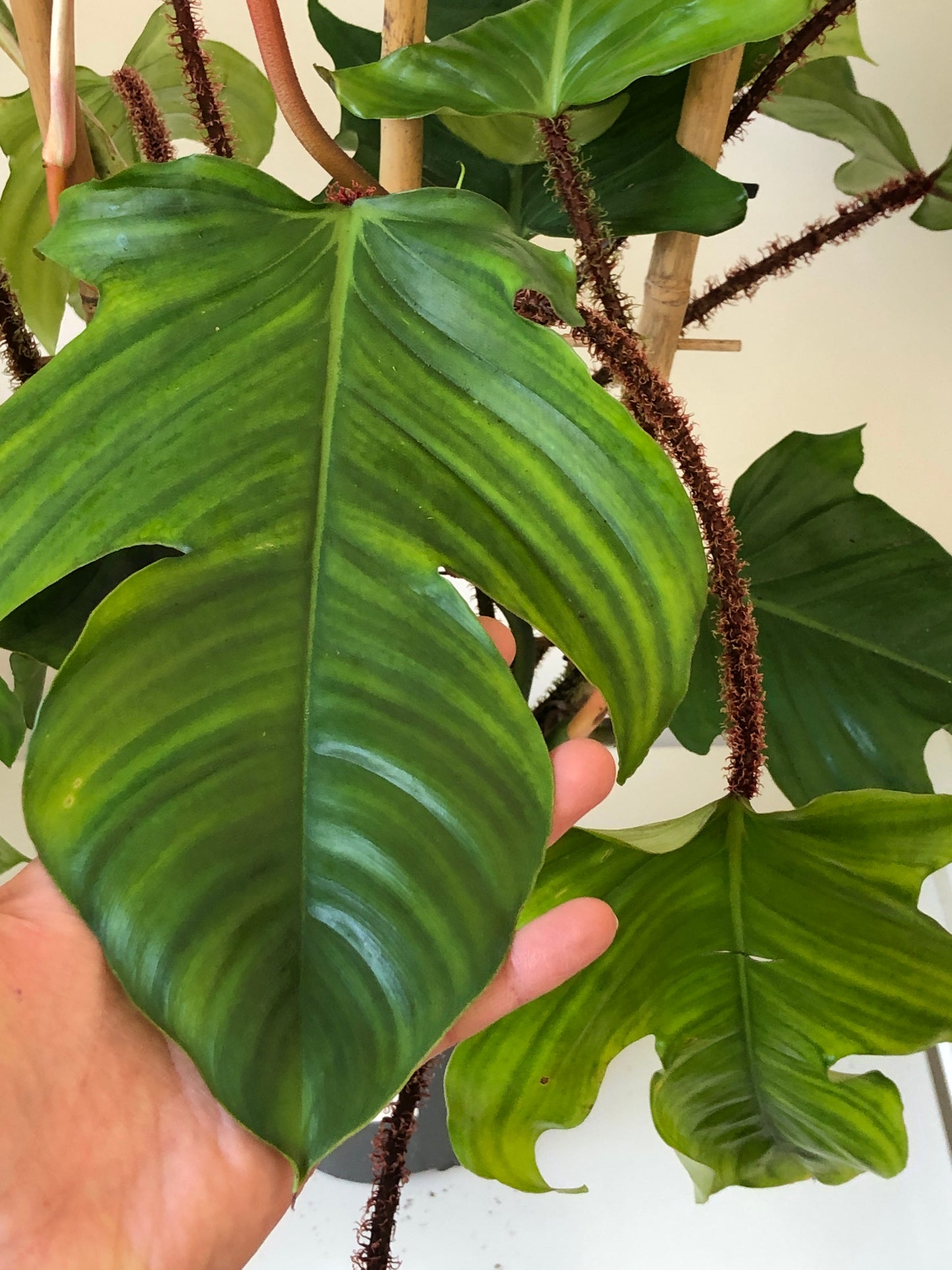 Philodendron Squamiferum