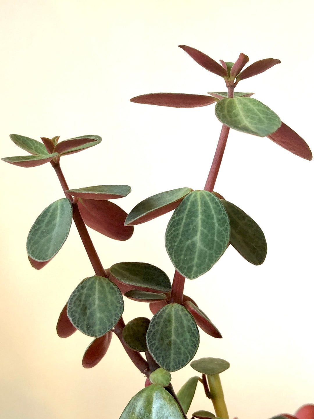 Peperomia Verticillata - Red Log