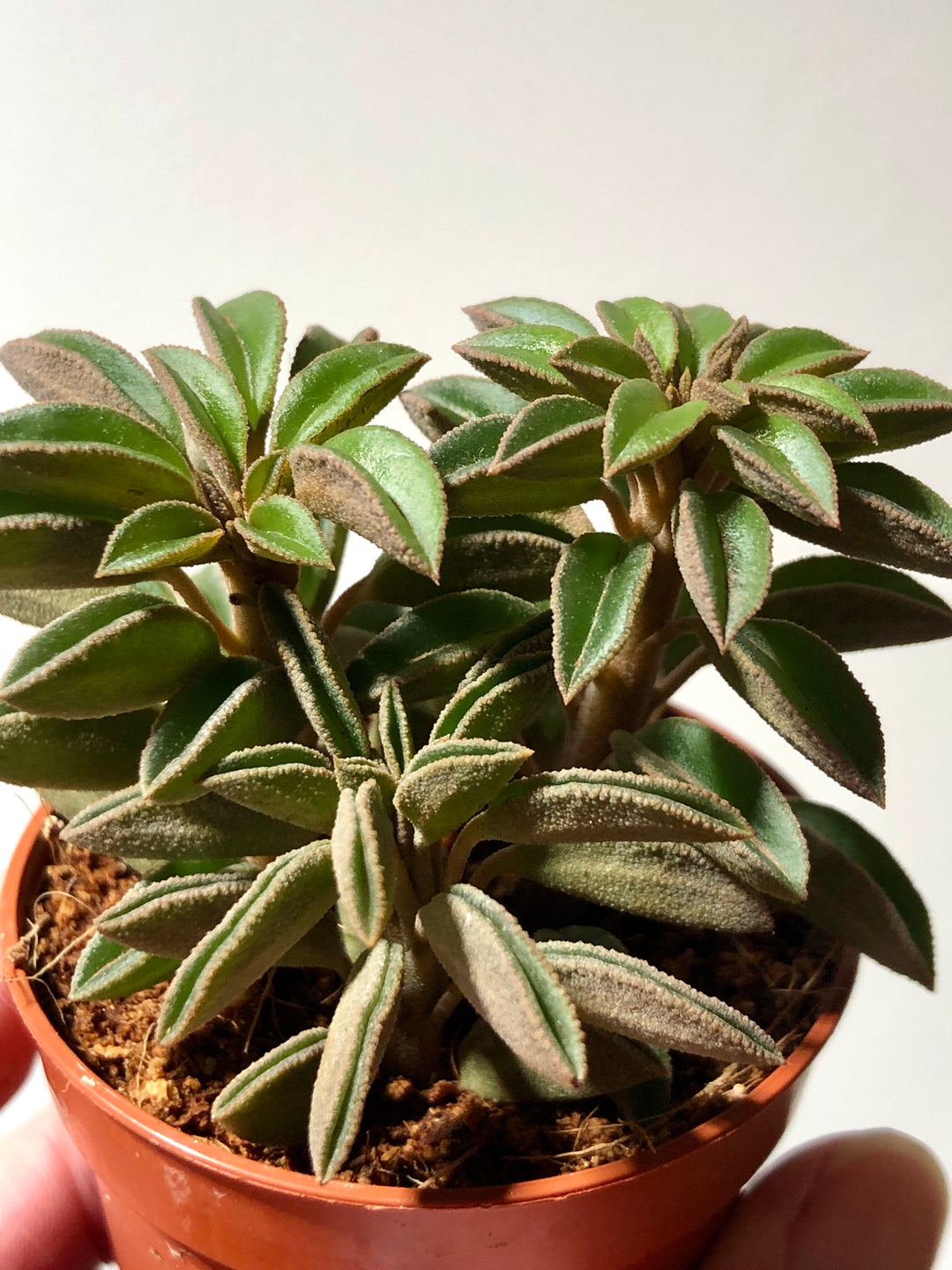 Peperomia Silver Spark