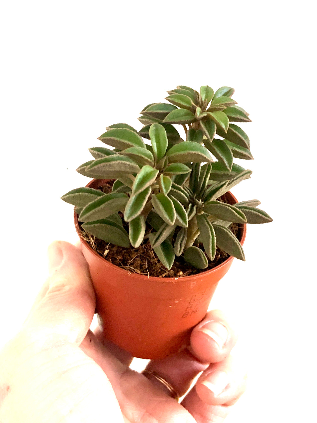 Peperomia Silver Spark