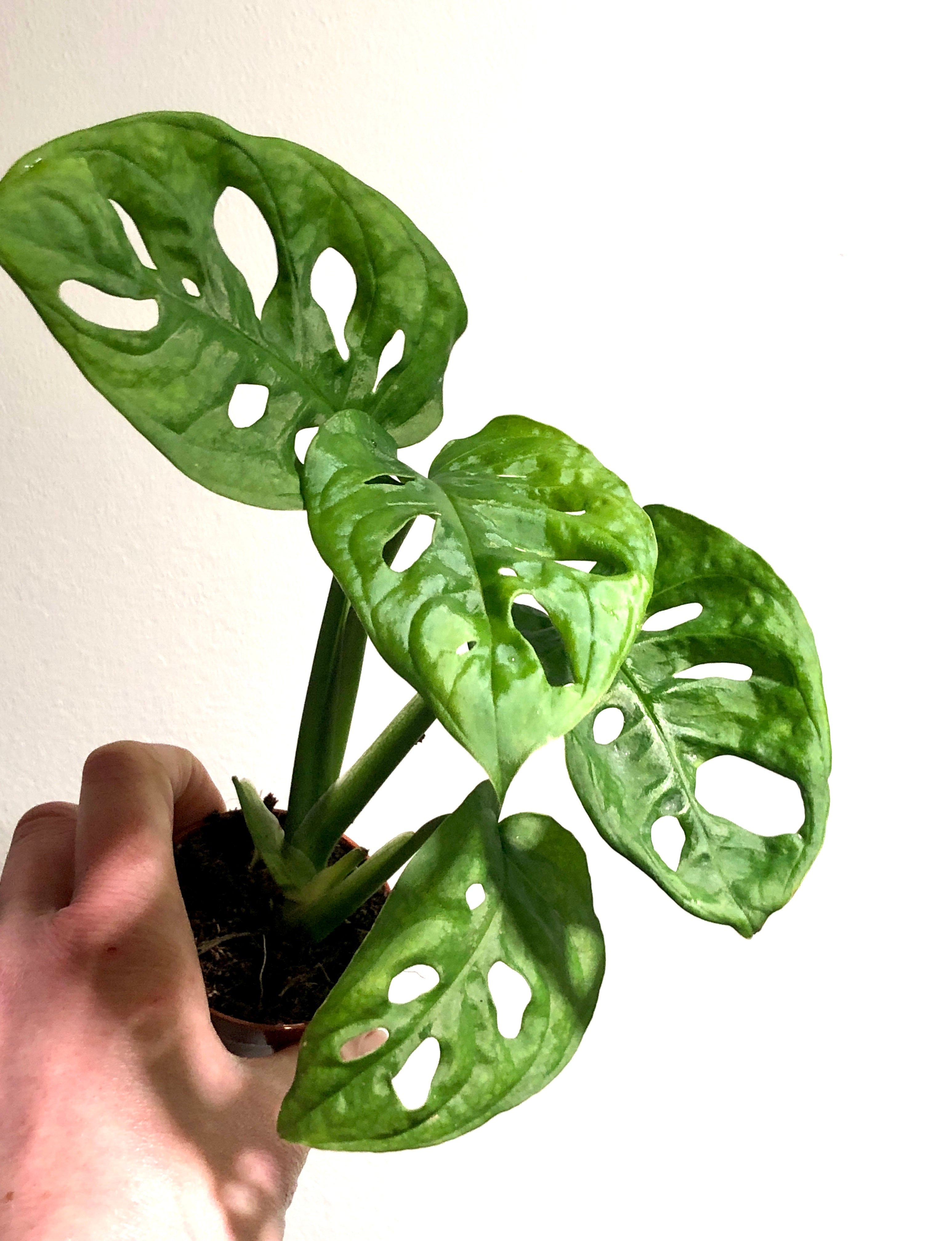 monkey monstera Monstera adansonii – Monkey Mask Swiss Cheese Vine