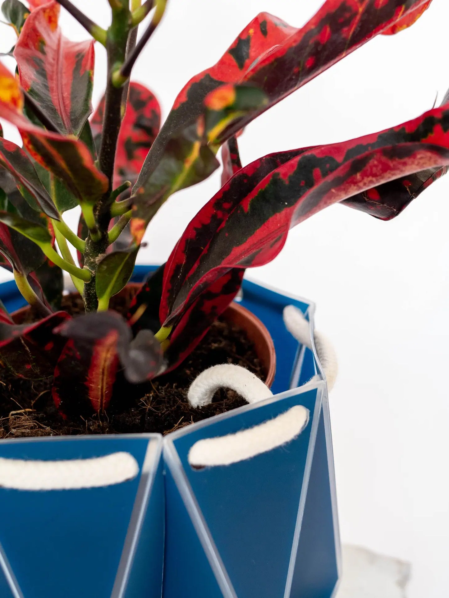 POTR | Navy Pot
