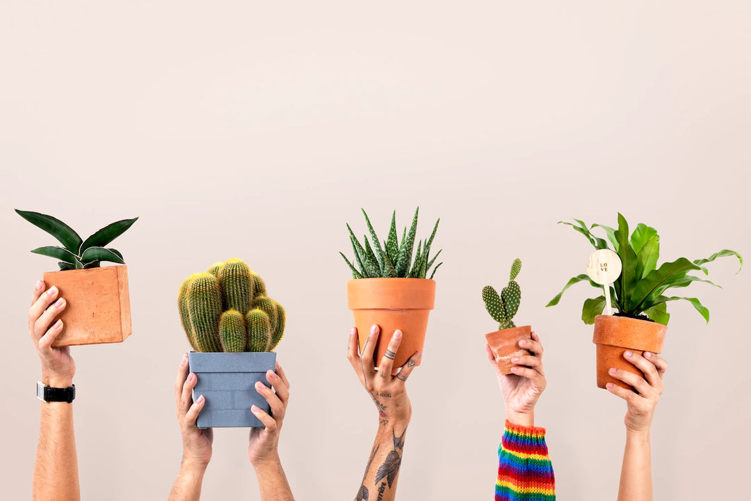 Repotting Service