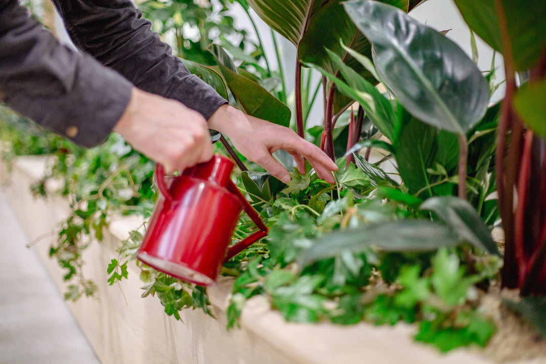 How To Be A Better Plant Parent In 2026