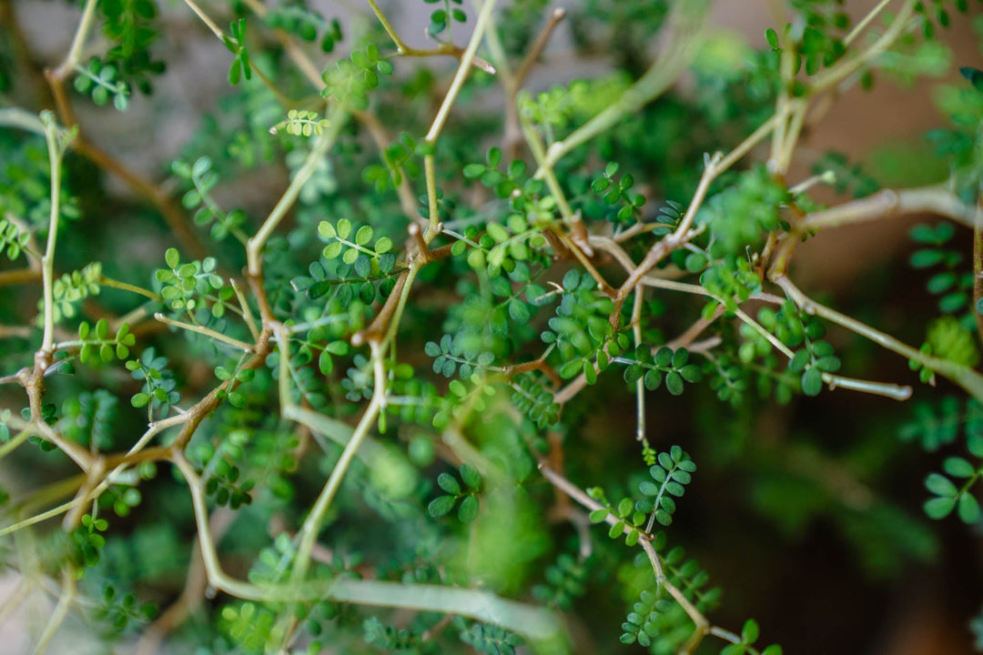 10 Unconventional Plants for a Sunny Window