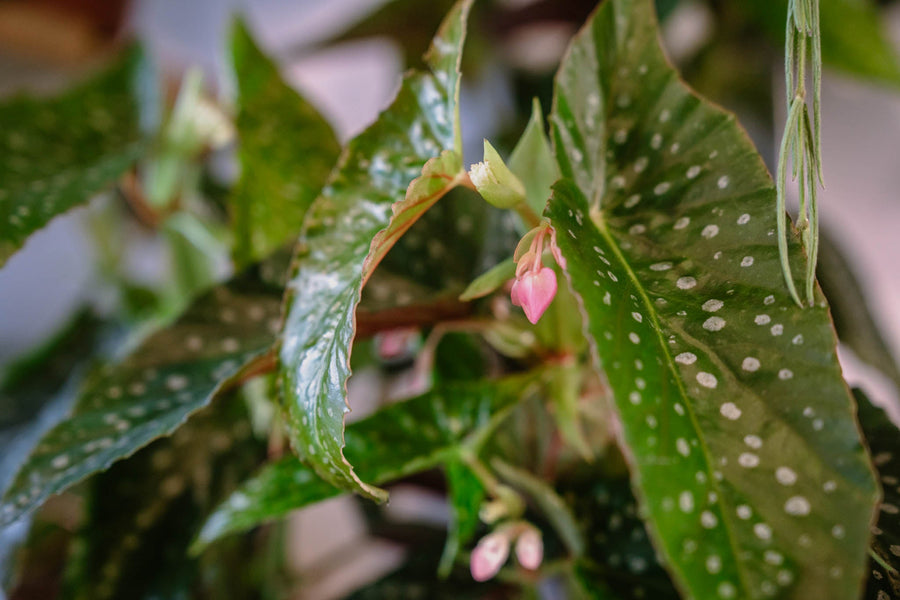 Plant Terminology 101- the Cheat Sheet for beginner plant parents