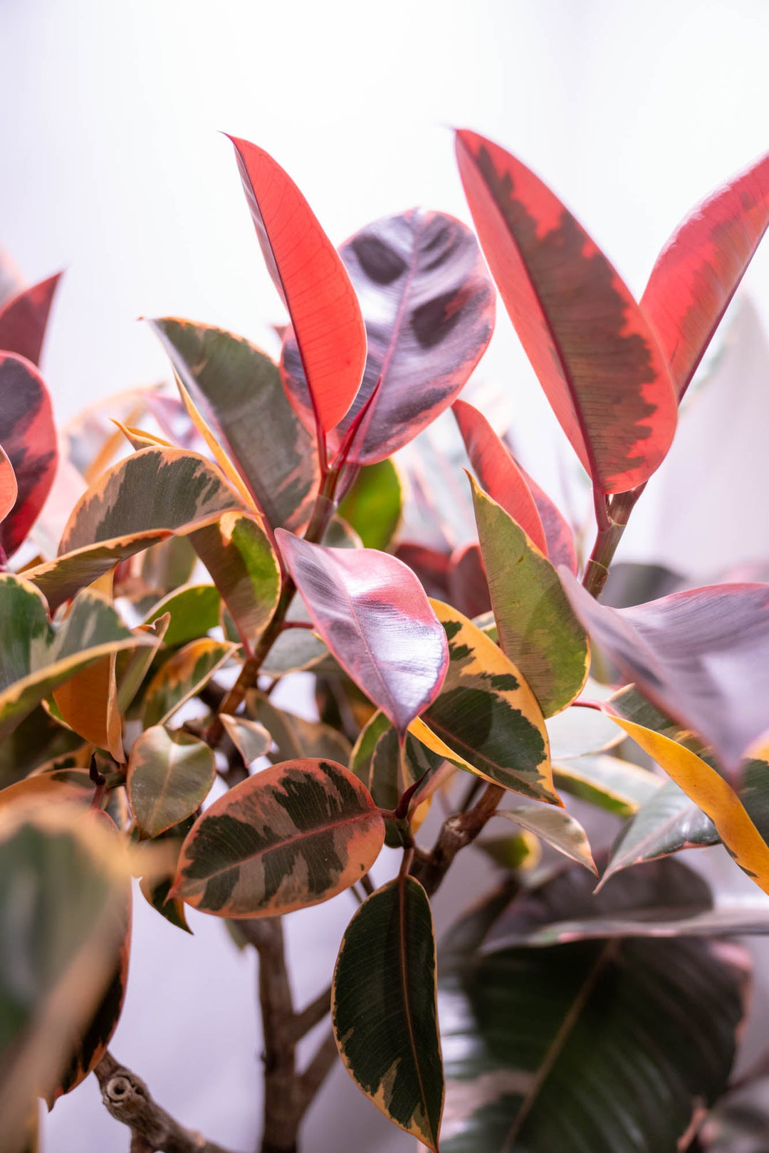 The Art of Styling Houseplants