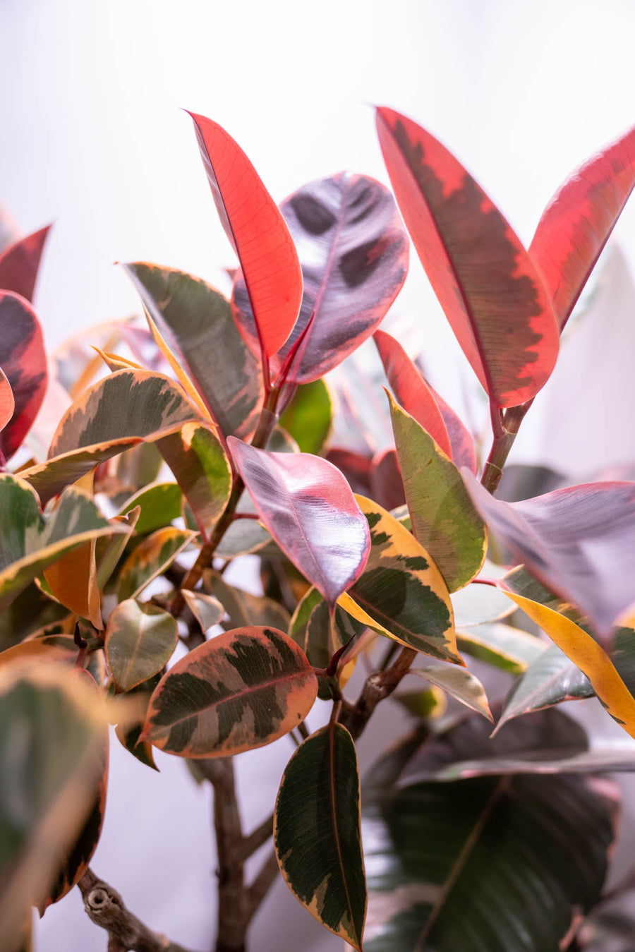 The Art of Styling Houseplants