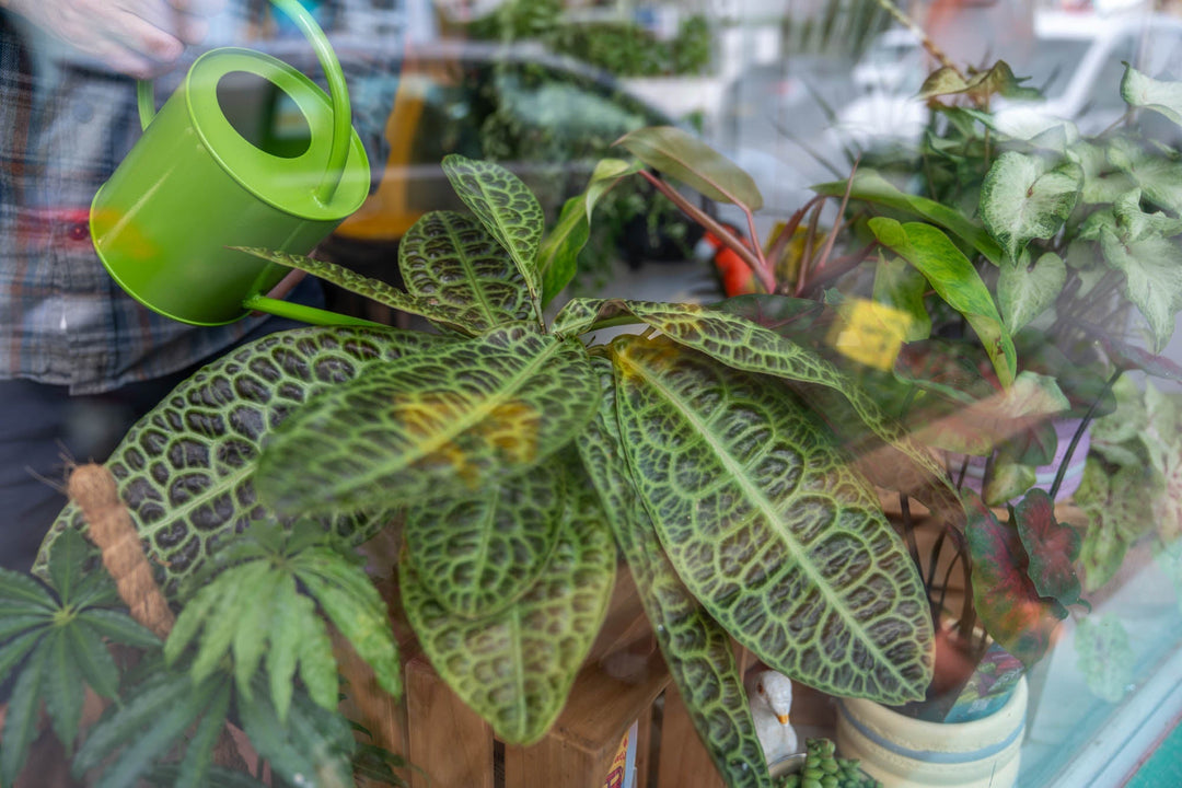Dealing with sun damage: Recuperating your plants after a heatwave