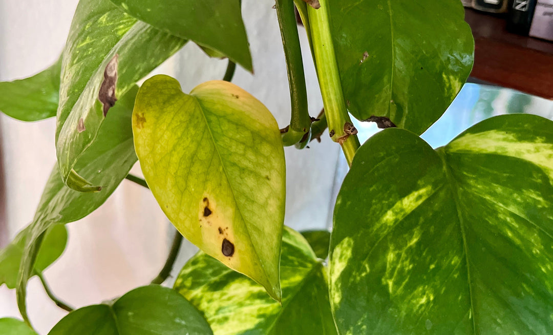 plant with yellowing leaf