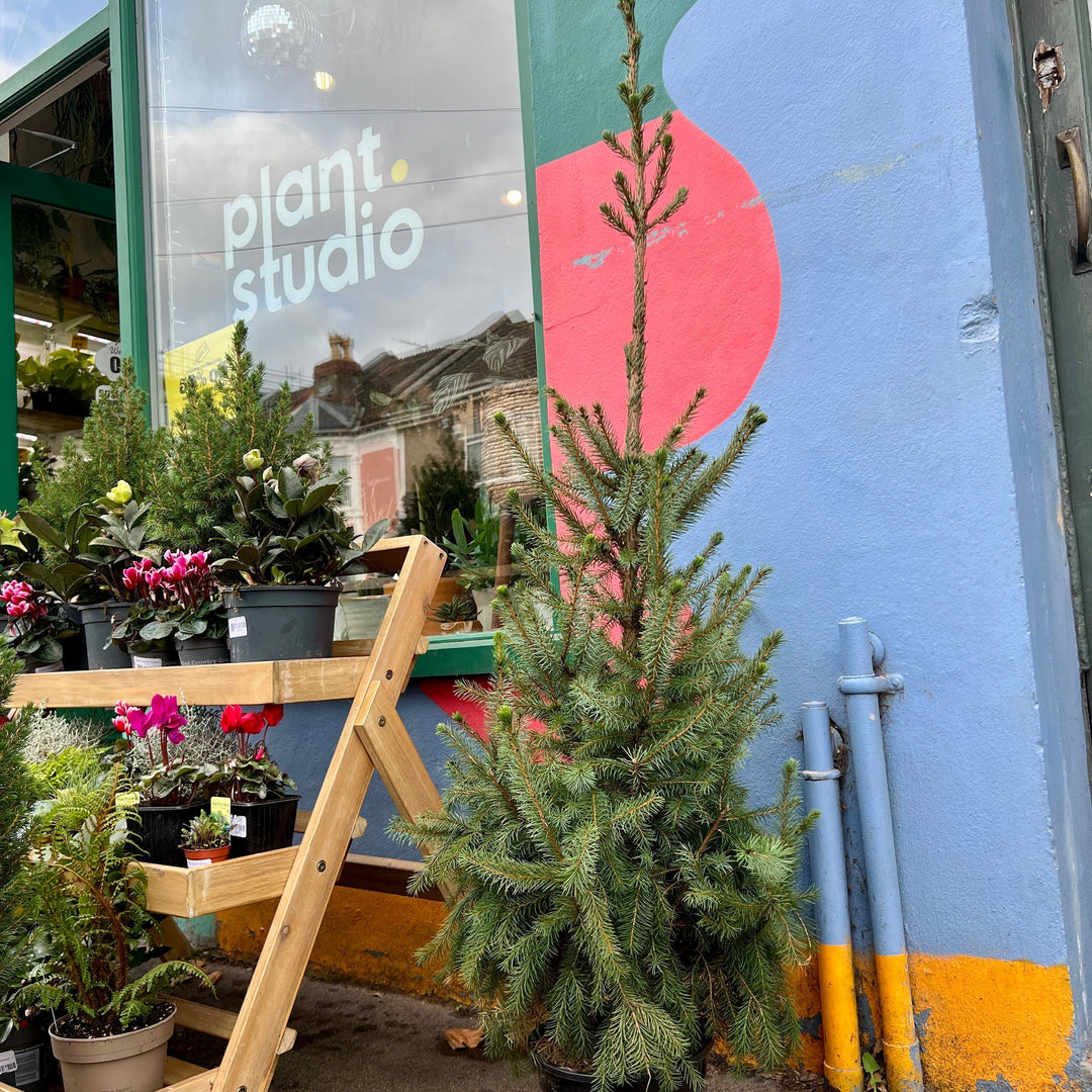 Plants for the Festivities