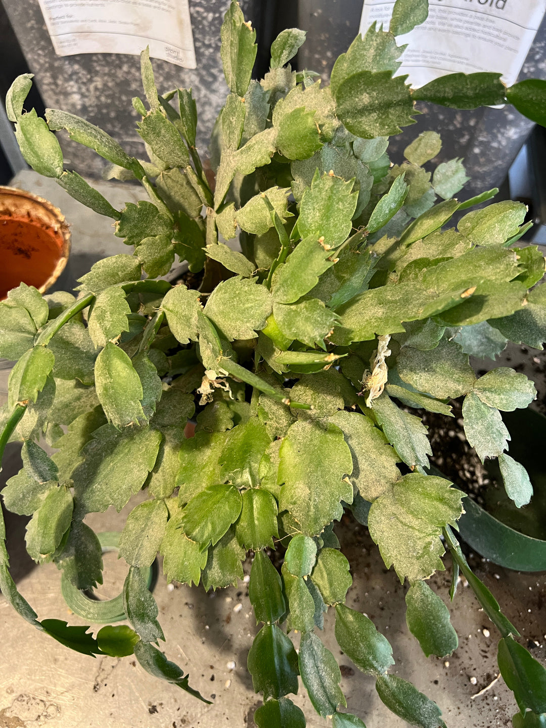 Giving your plants a Spring clean!