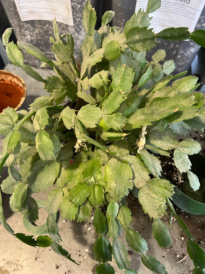 Giving your plants a Spring clean!