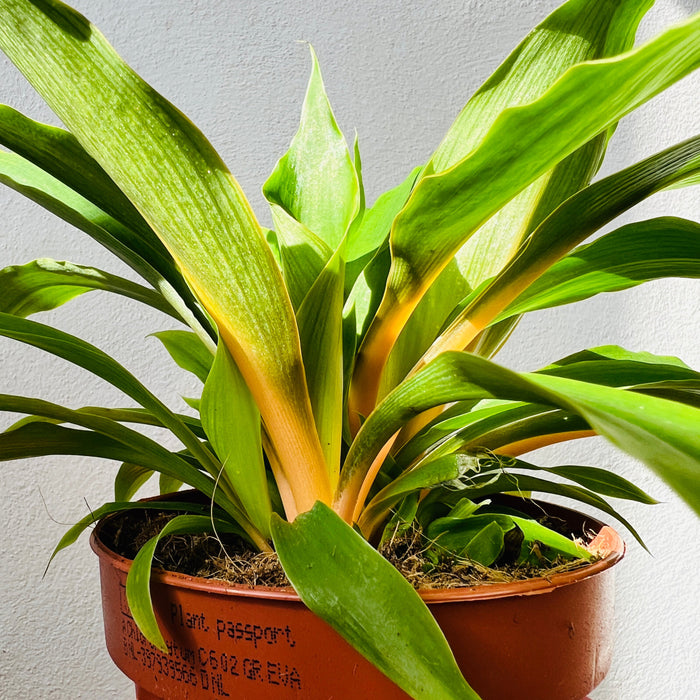 RHS Malvern 'Back to grandma's house' - the classics are so back!