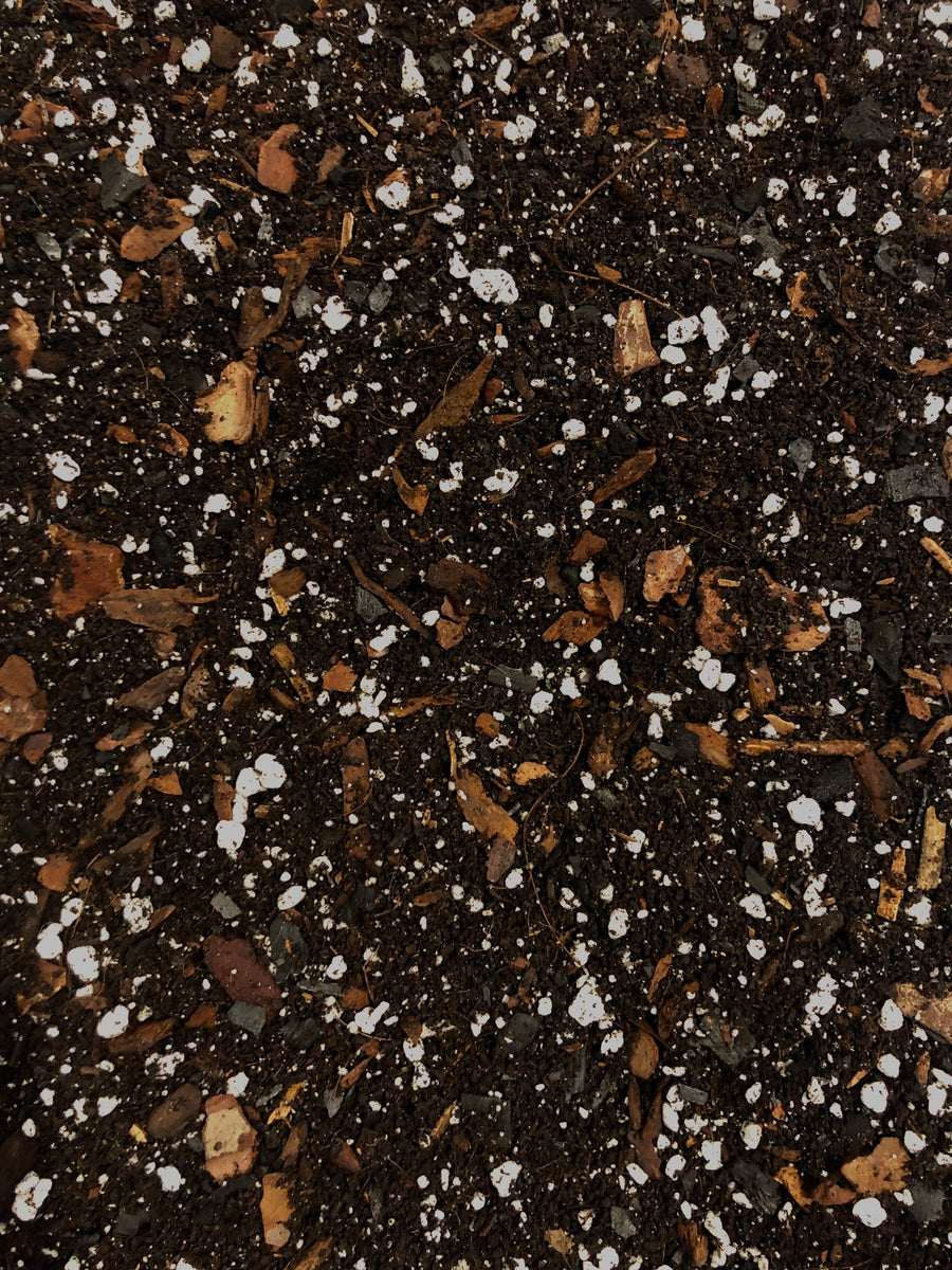 The Ultimate Guide to Houseplant Soil – Choosing the Right Mix for Repotting Season