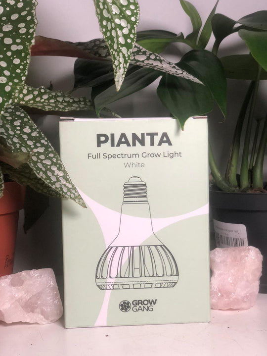 Let There Be Light: How to Choose the Best Window for Your Houseplants