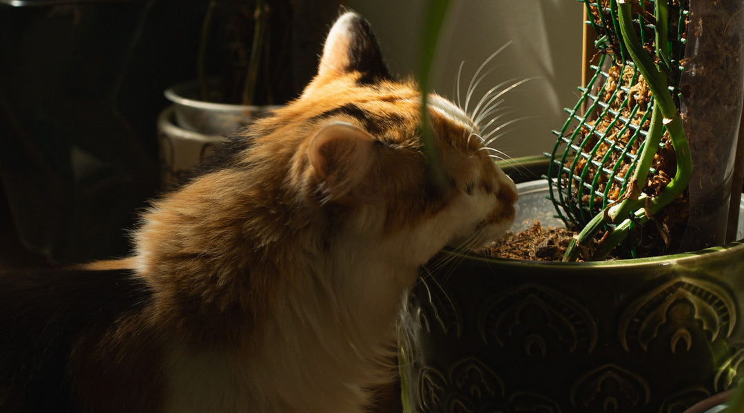 Furry Friends & Leafy Companions: Pet-Safe Plant Tips