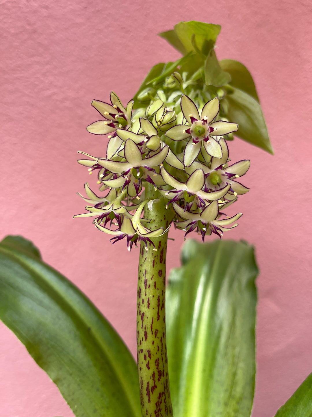 Outdoor plants
