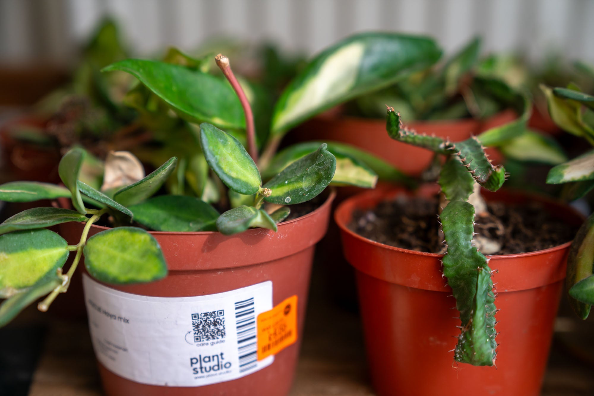 Rescue Plants