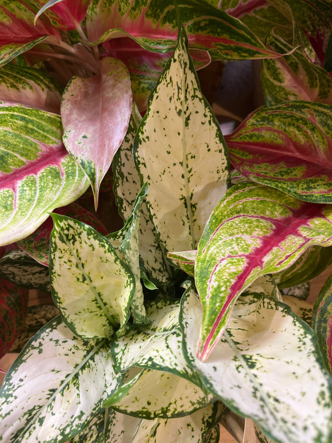 Aglaonema