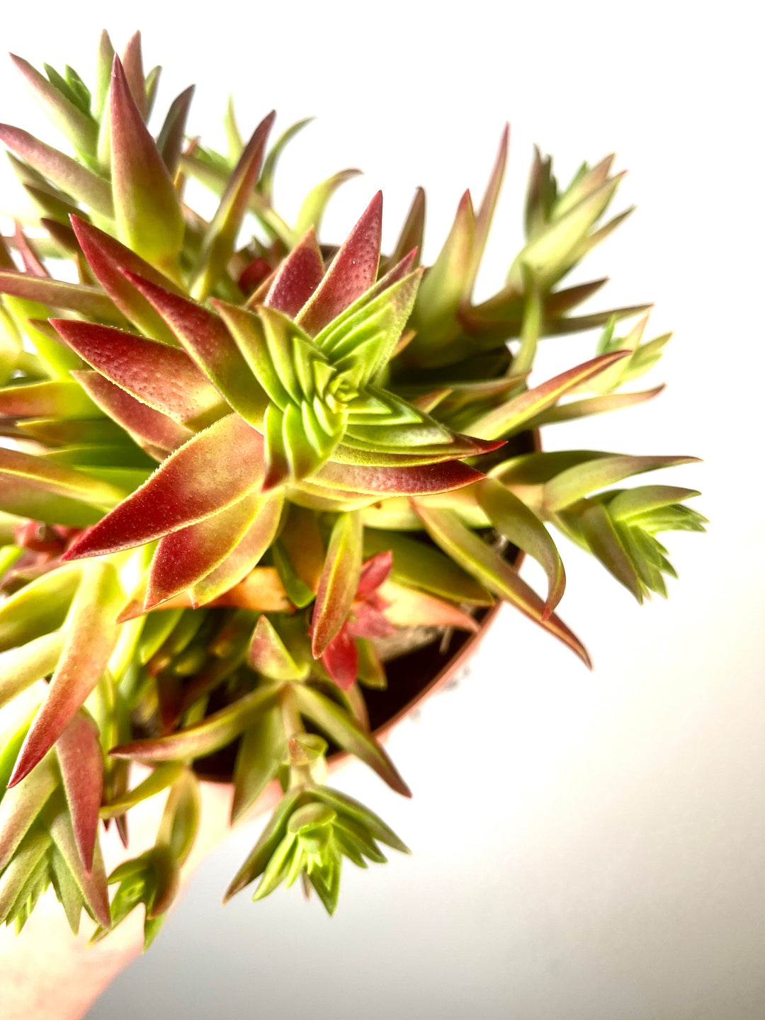 Crassula