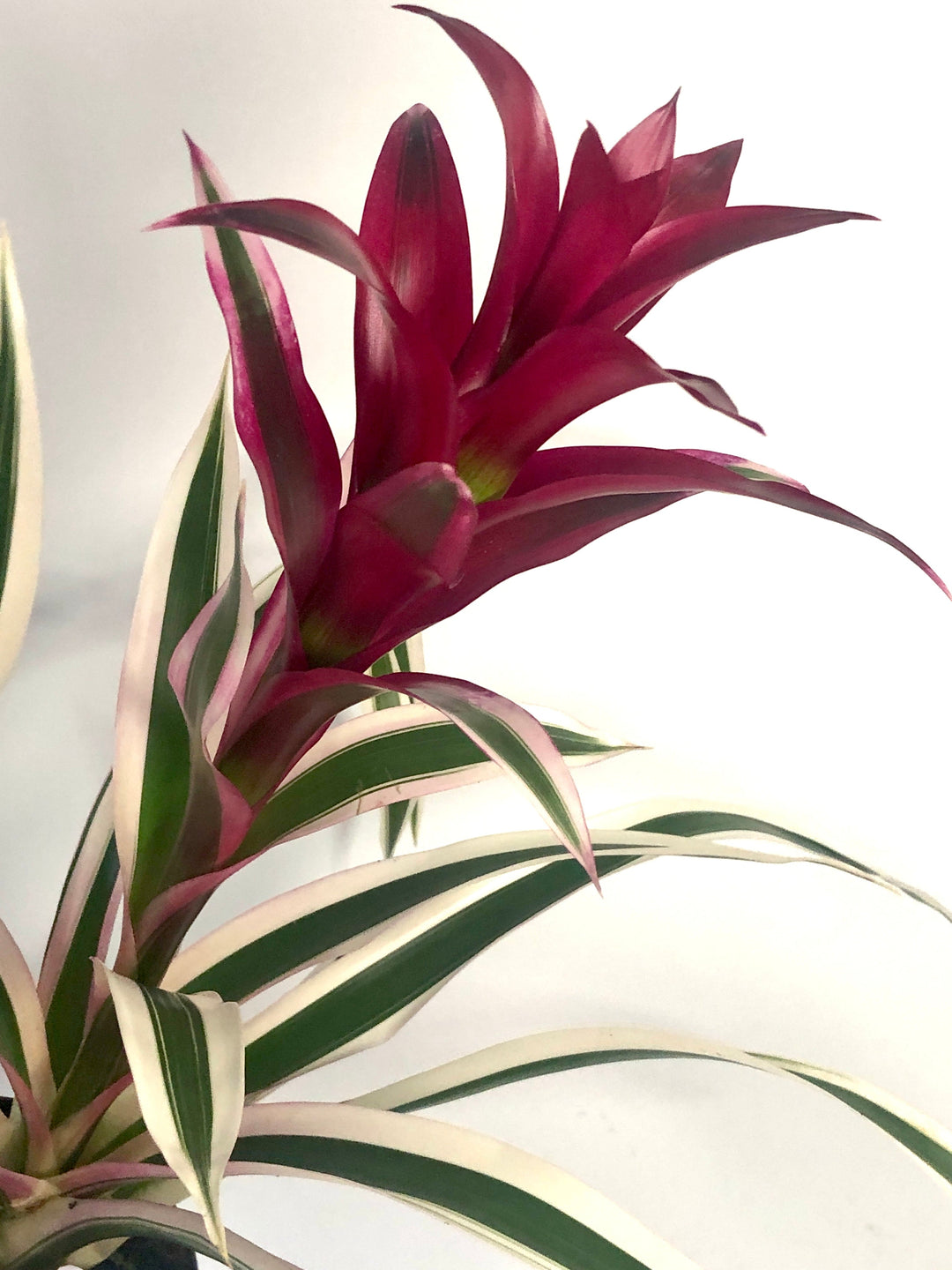 Bromeliad