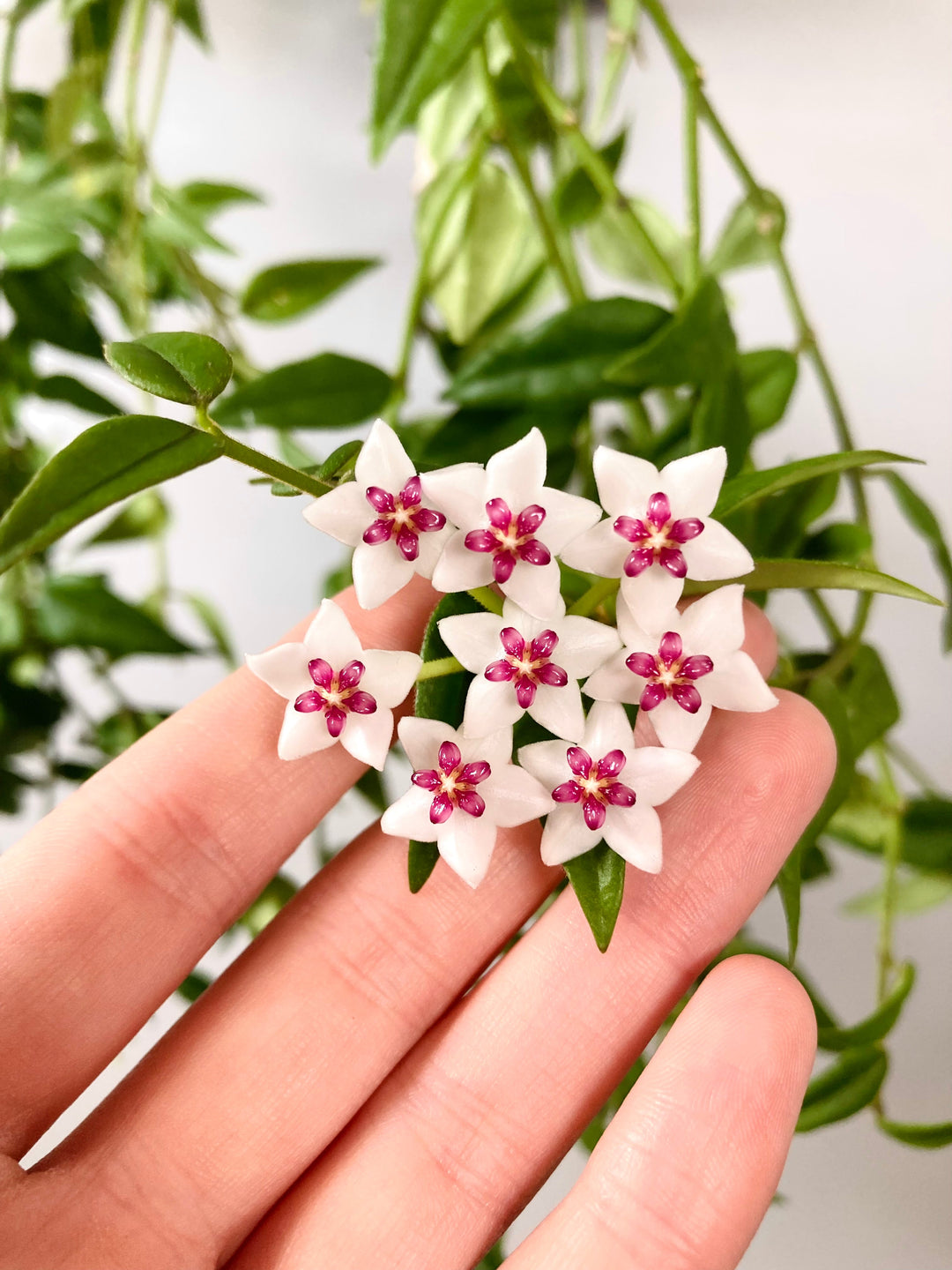 Hoya