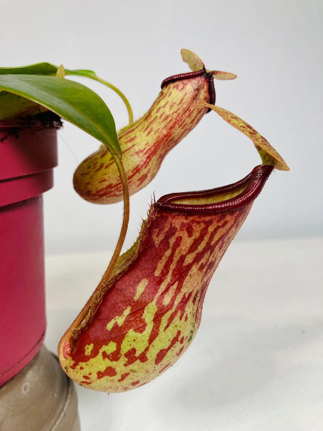 Carnivorous