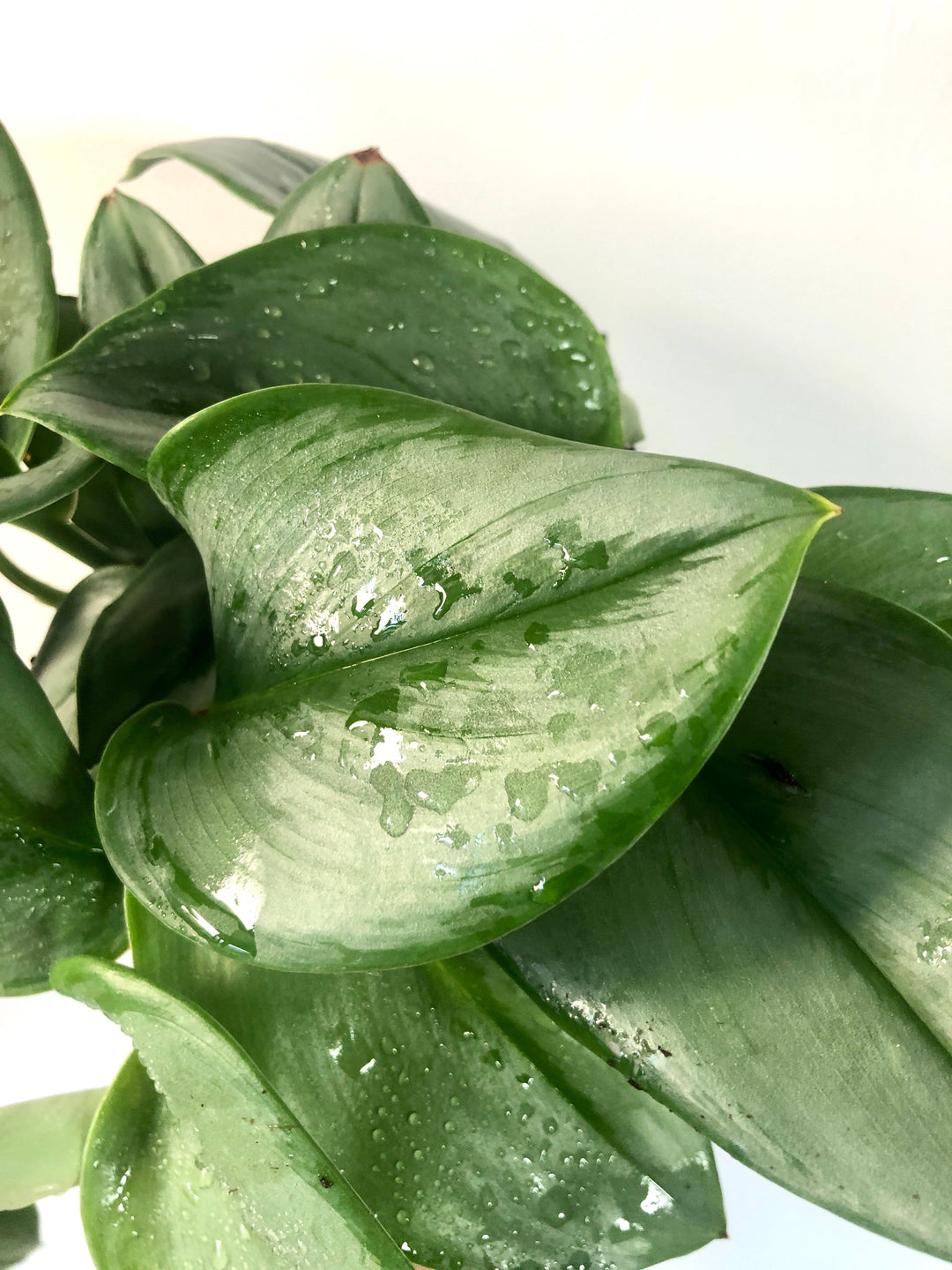 Pothos, Scindapsus & Epipremnum