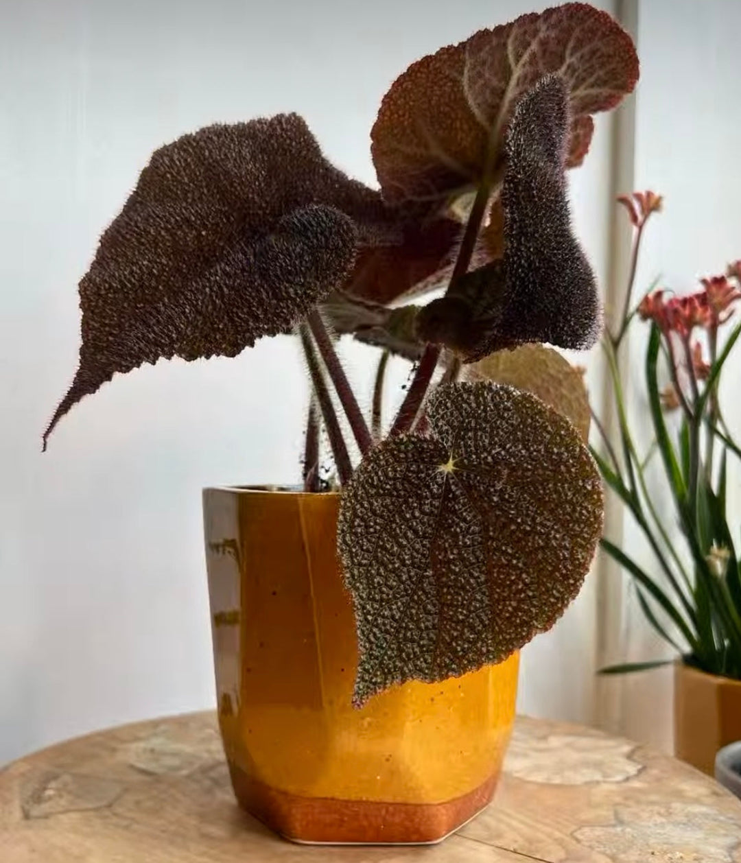 Medium Pots (12–17cm)