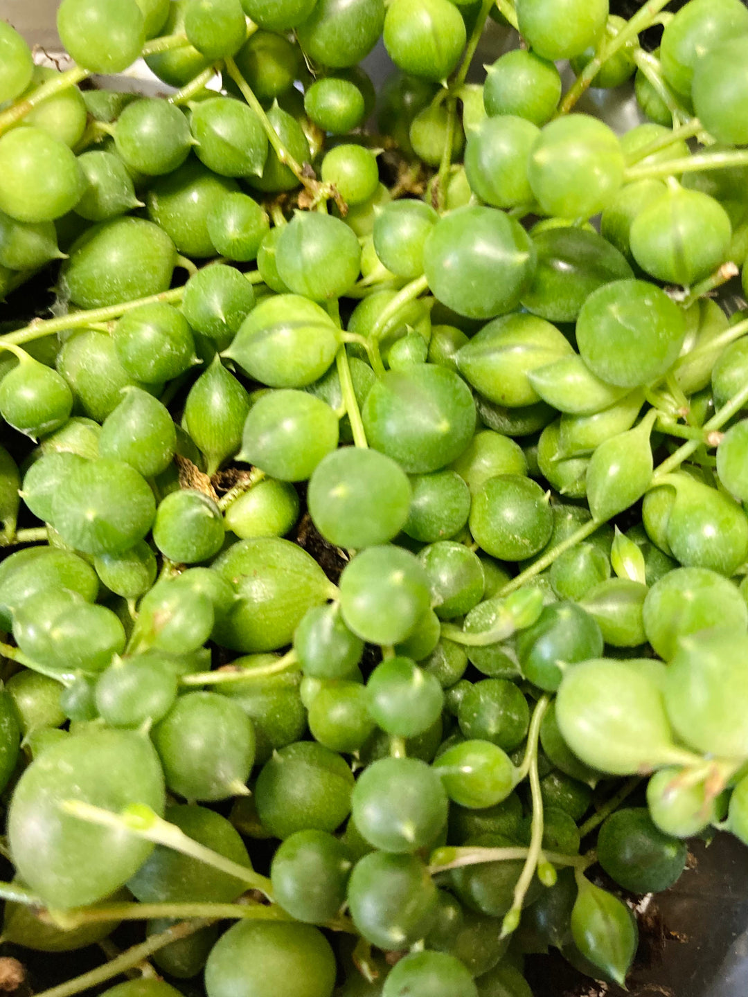 Senecio