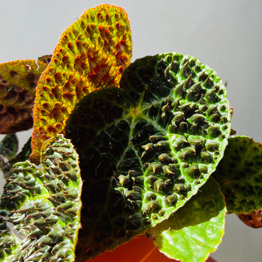 Houseplants
