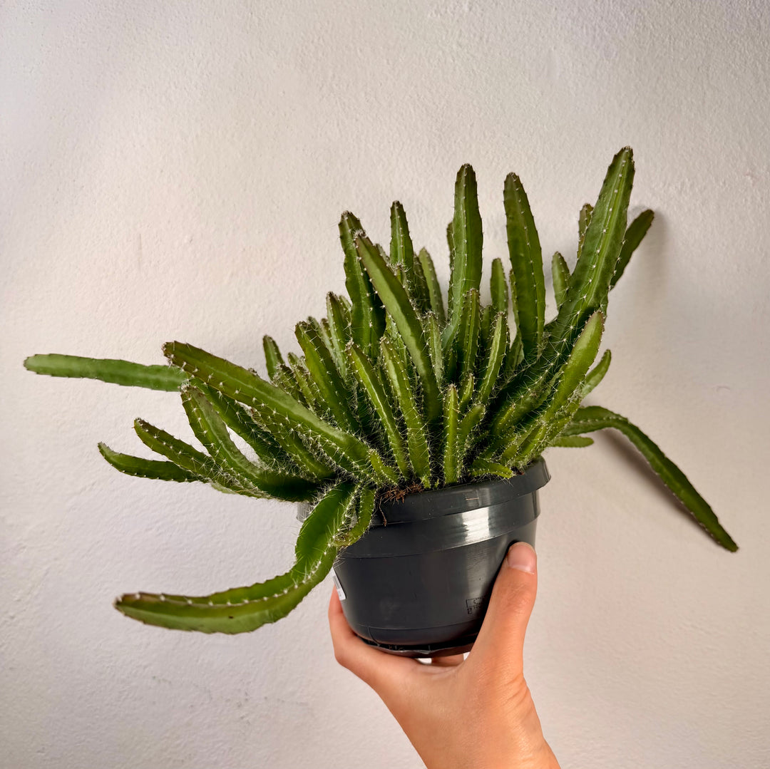 Hylocereus undatus – Dragon Fruit Cactus