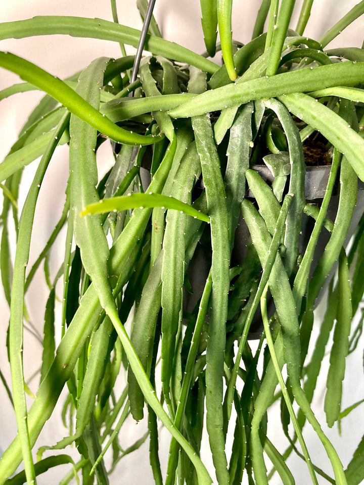 Rhipsalis Boliviana - Lepismium Bolivianum