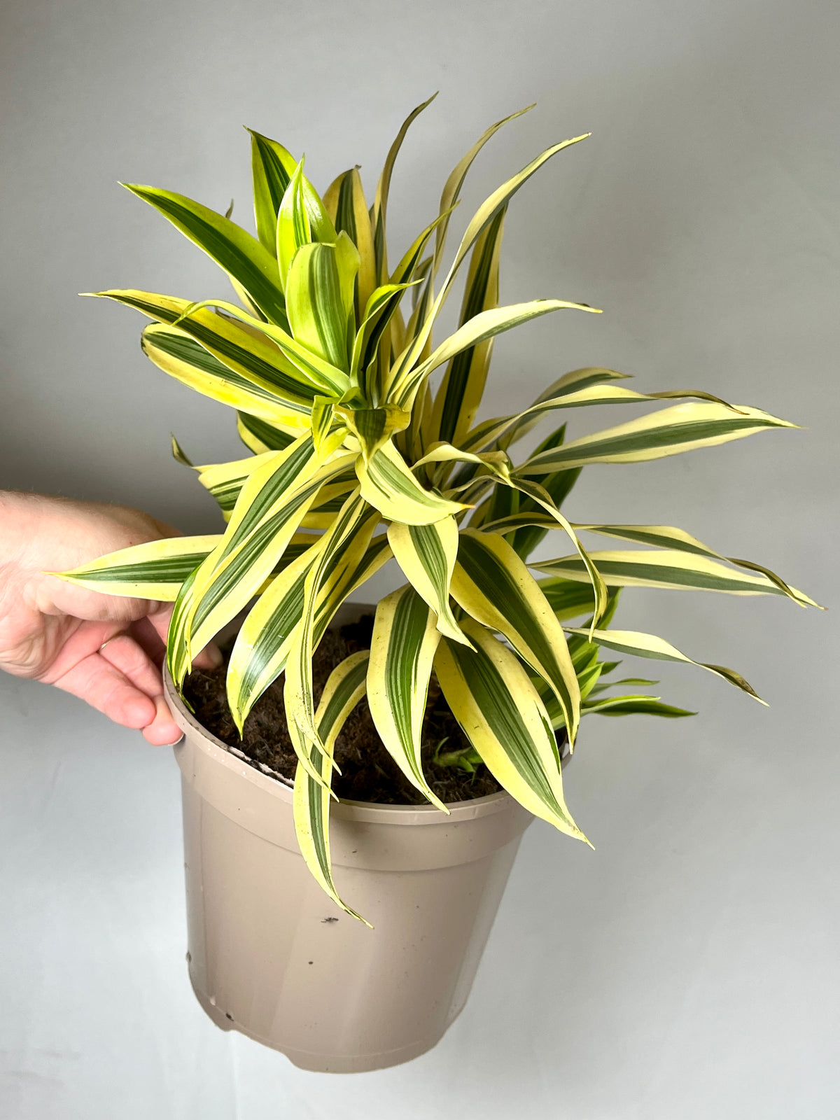 16+ Dracaena Reflexa Plant Care Dracaena Reflexa Song of Sri Lanka – Plant Studio