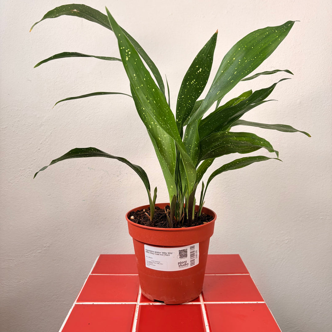 Aspidistra elatior 'Milky Way' - Milky Way Cast Iron Plant