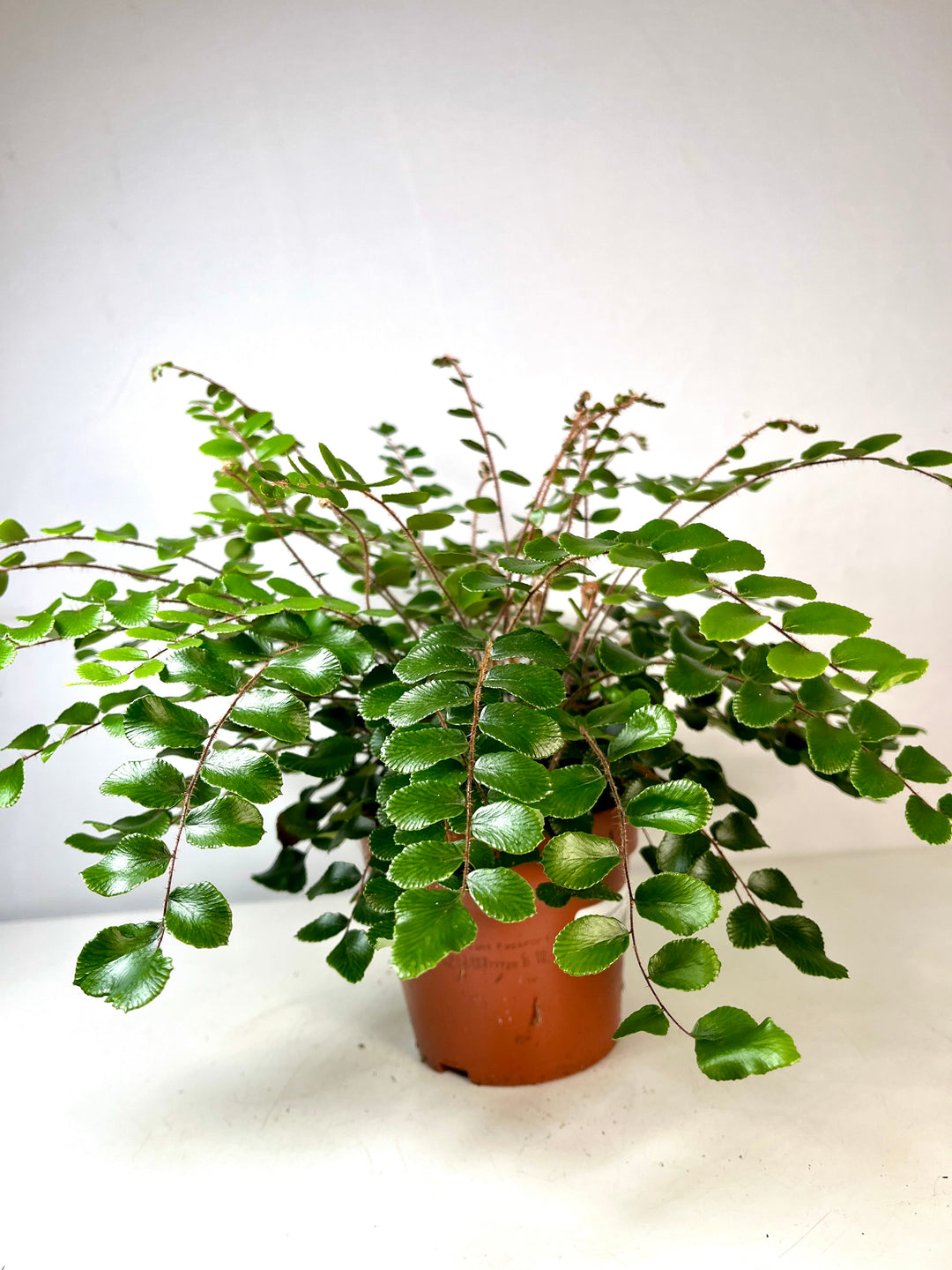 Pellaea Rotundifolia - button fern