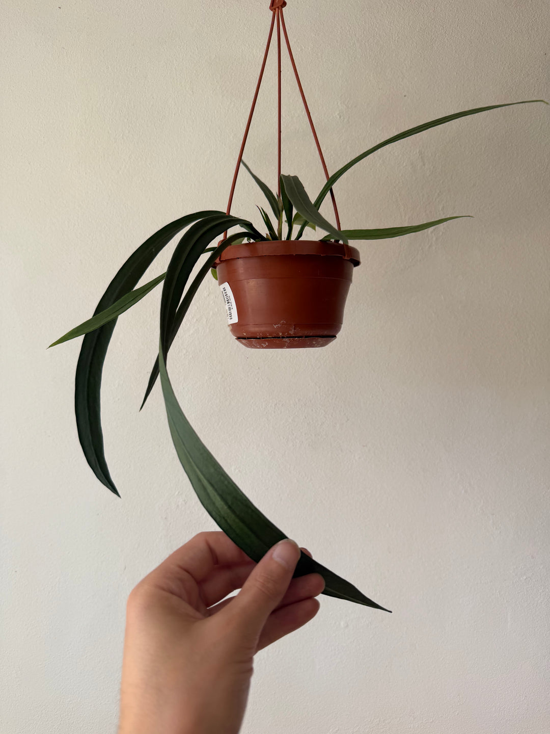 Anthurium vittarifolium – Strap Leaf Anthurium