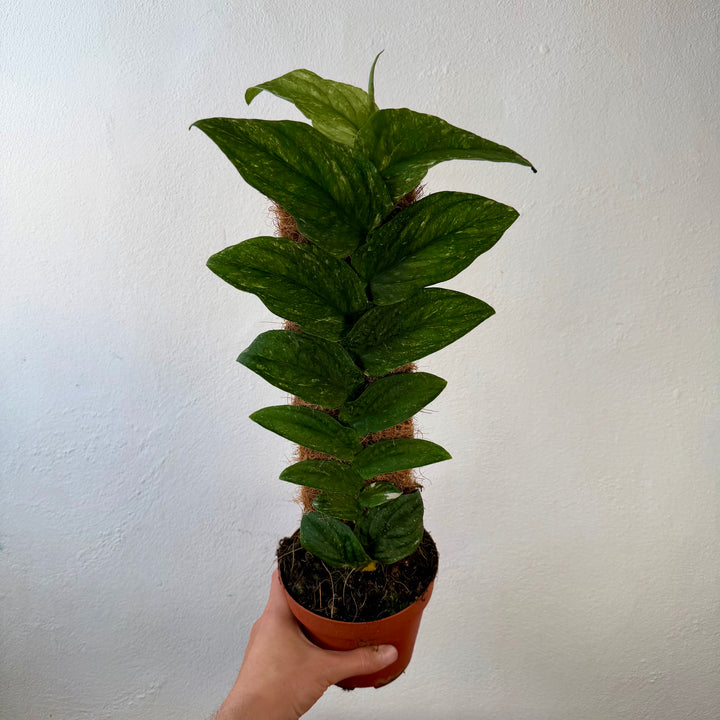 Rhaphidophora Korthalsii Variegata