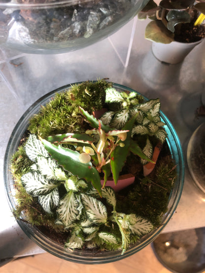 Glass Bio-dome terrarium Lucky Dip