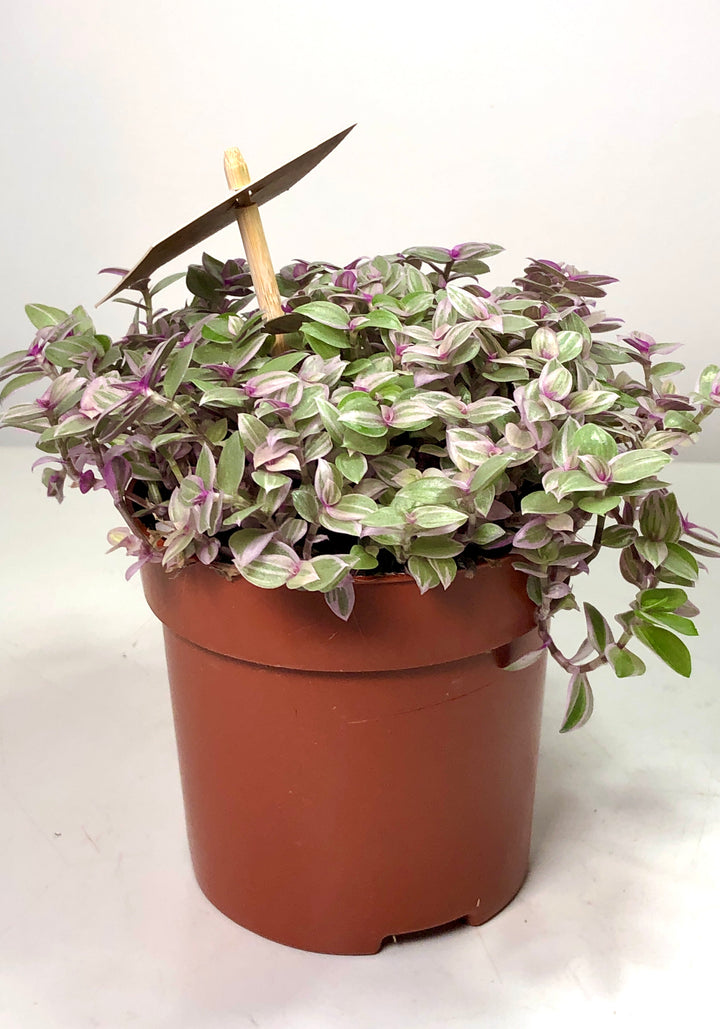 Callisia Rosato pink lady