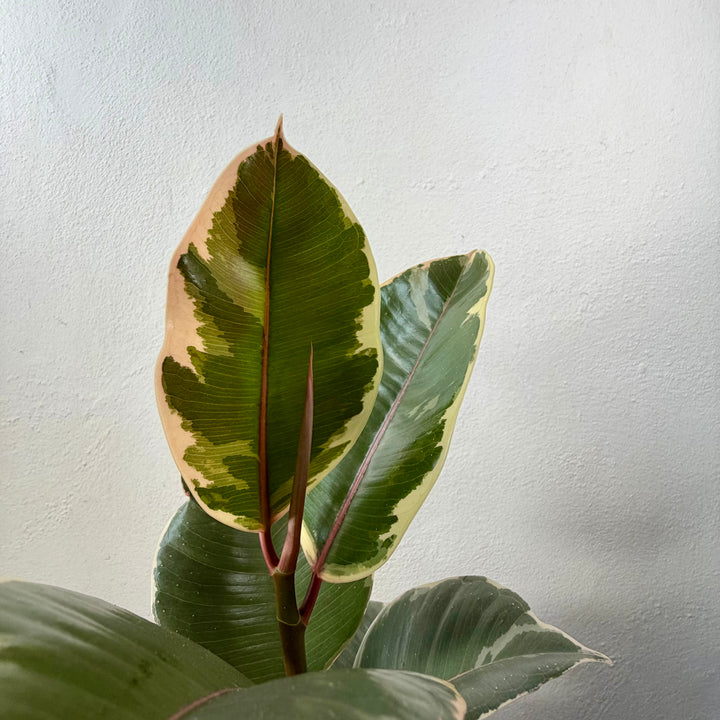 Ficus elastica lucky dip – Rubber Plant