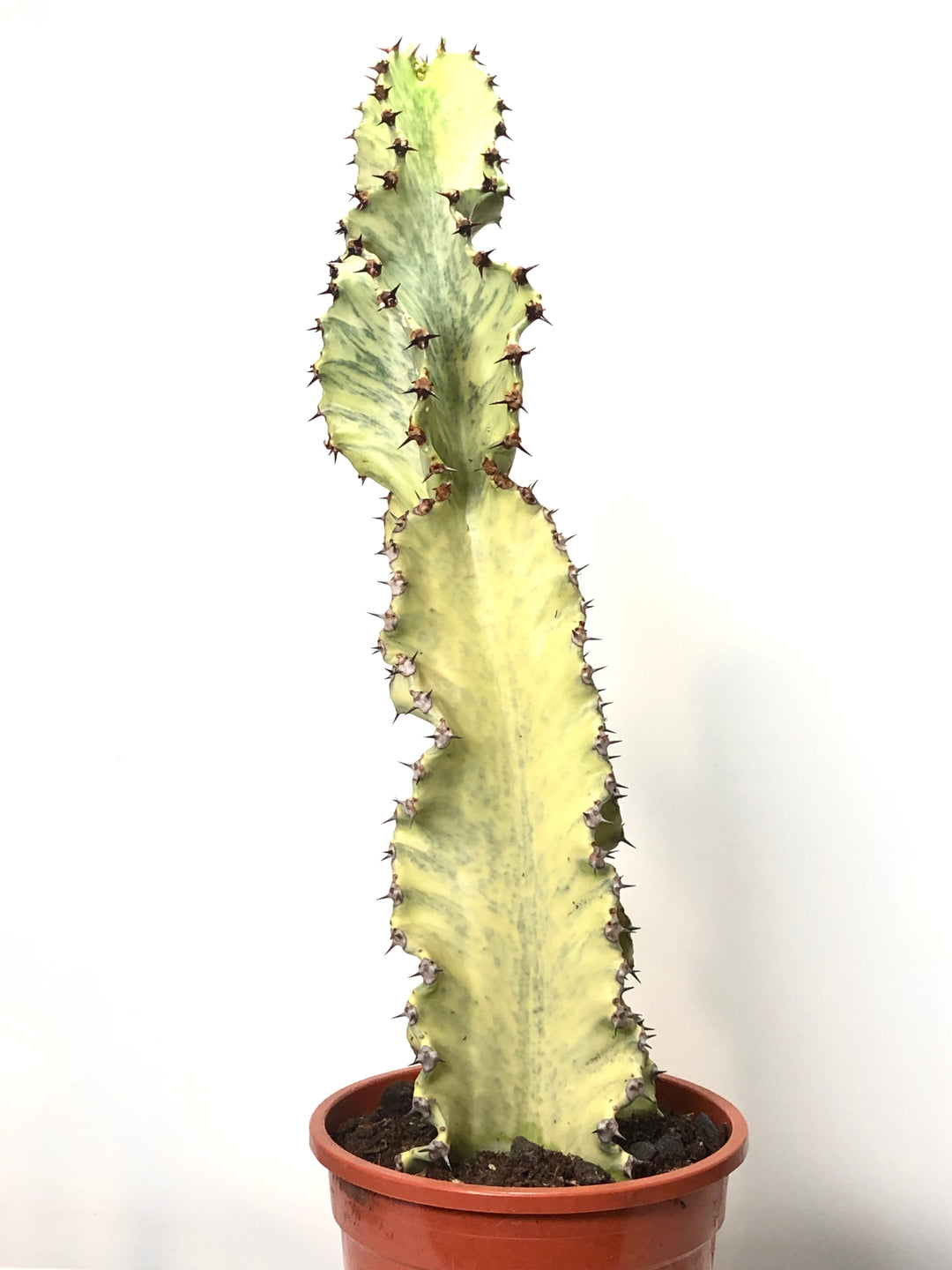 variegated ghost plant succulent Euphorbia ingens 'Marmorata' - Ghost Cactus