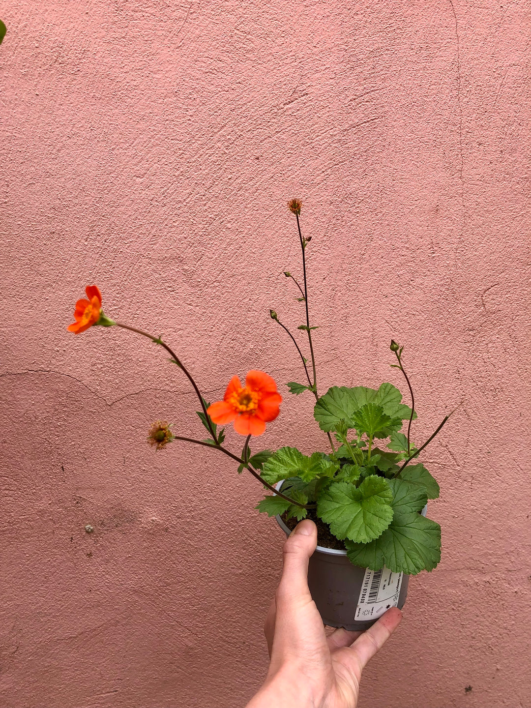 Geum rivale - water avens